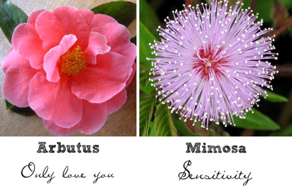 Flowers Meaning Love At First Sight Best Flower Site