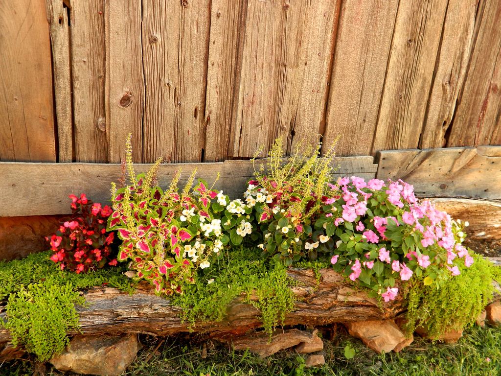 Hallow Tree Truck Flower Bed At Civil War Ranch Hallow Tree Truck Flower Bed At Civil War Ranch