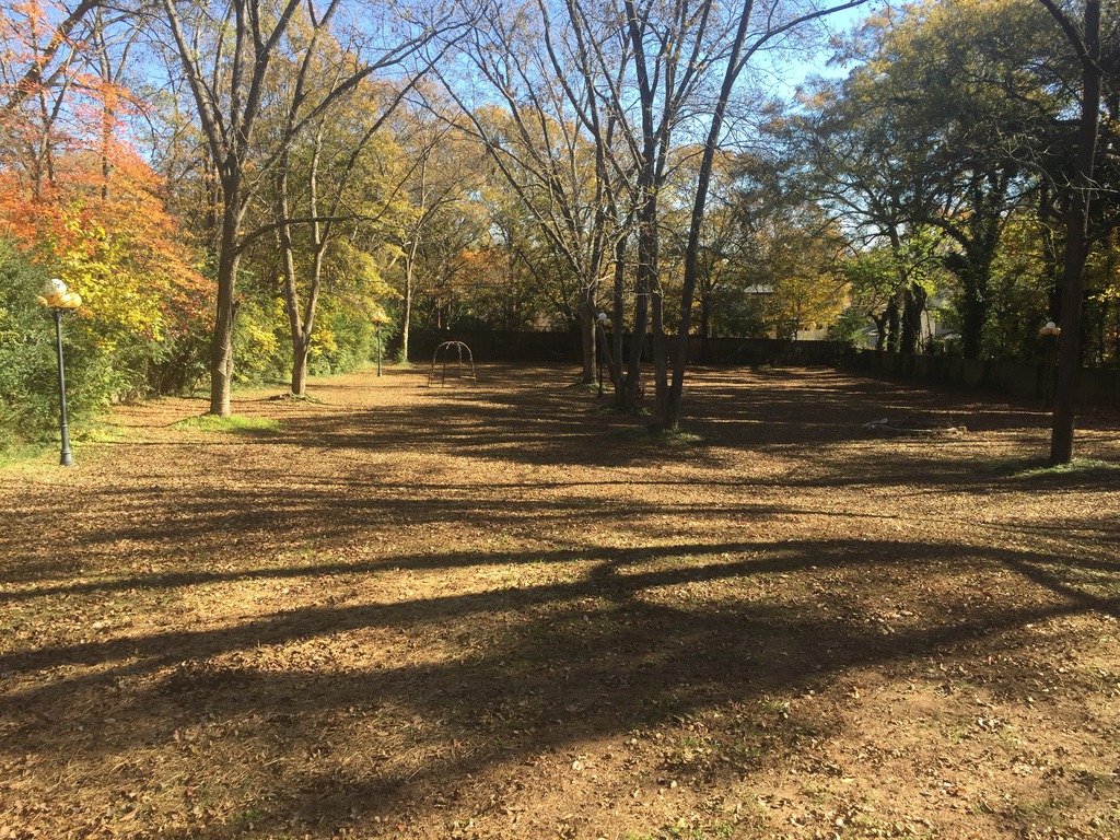 Pecan Grove in Autumn