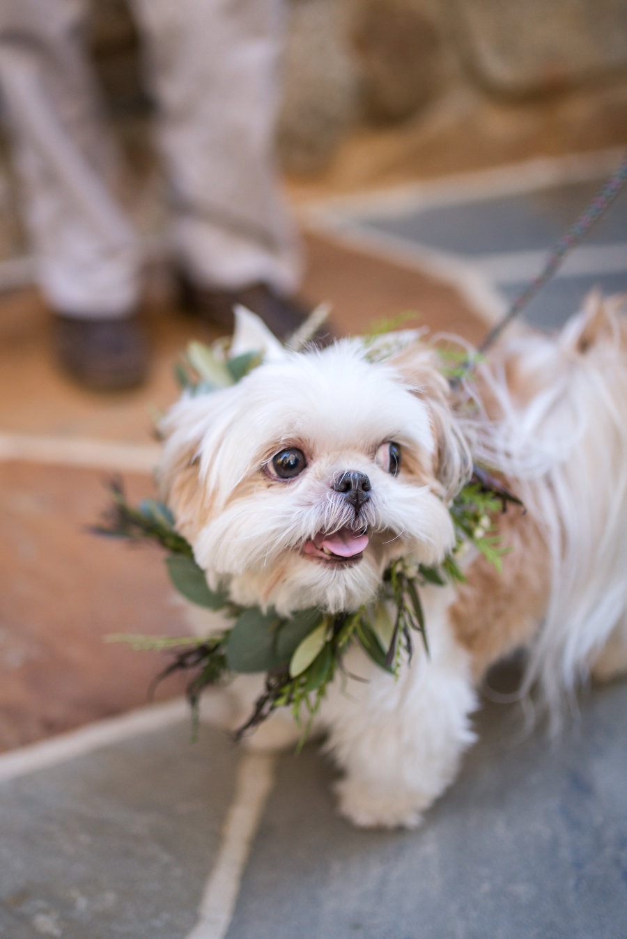Dog with flower collar